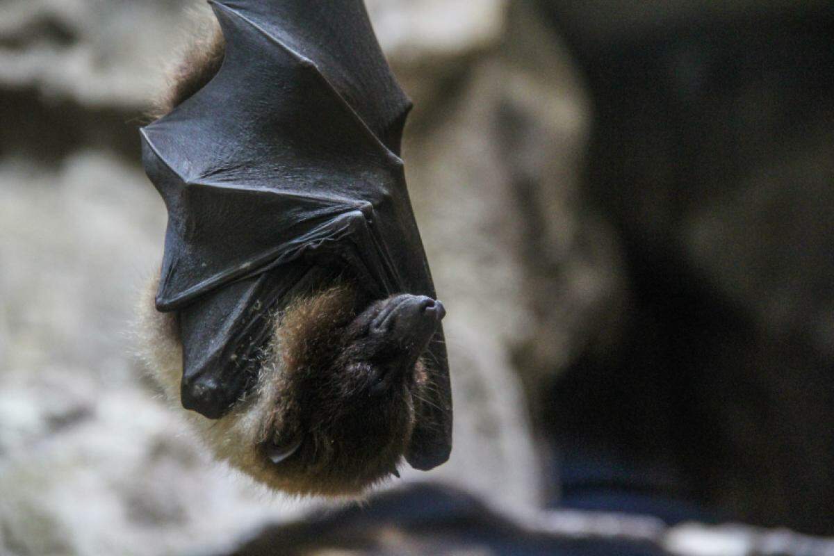 O morcego encontrado no Jaraguá é de hábito insetívoro (se alimenta de insetos)