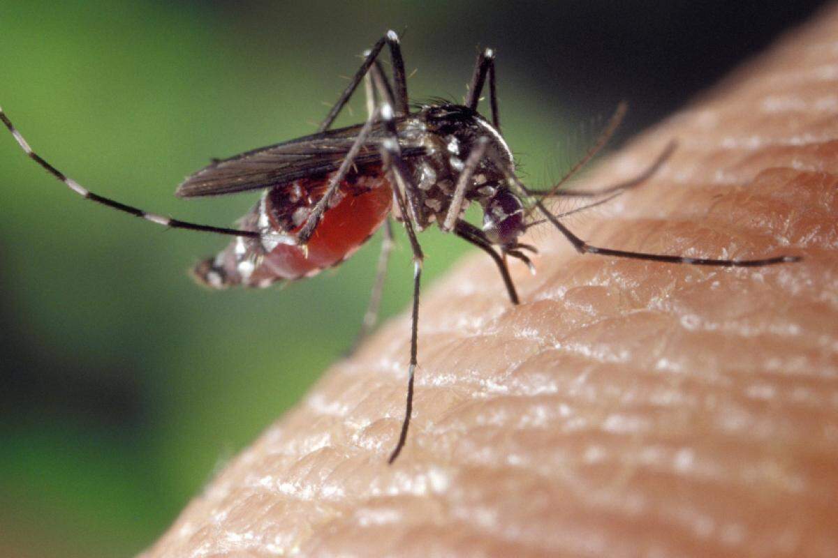 Eliminar os criadouros do Aedes aegypti, transmissor da dengue e outras arboviroses, é o caminho mais eficaz