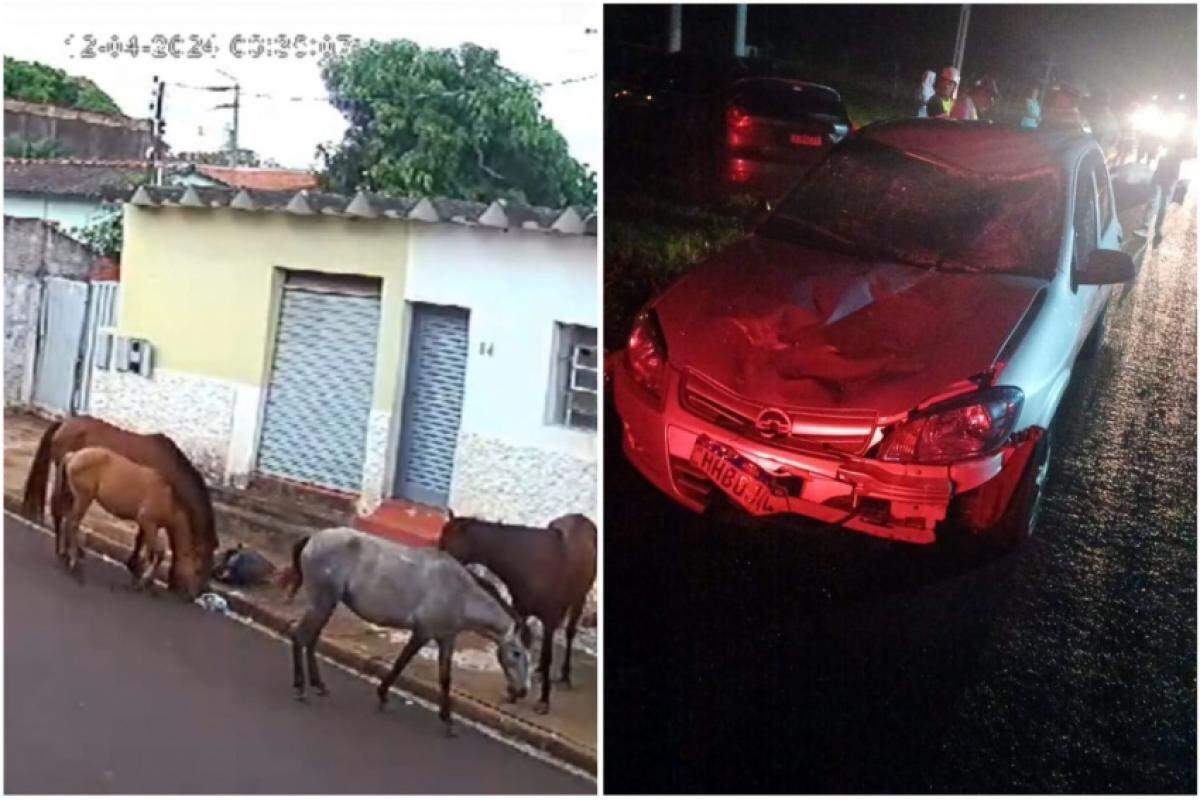 Cavalos são flagrados nas ruas de Restinga: acidentes graves