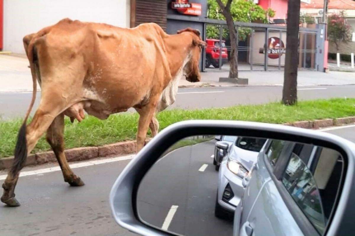 Motoristas registraram o tranquilo passeio da vaca na avenida 