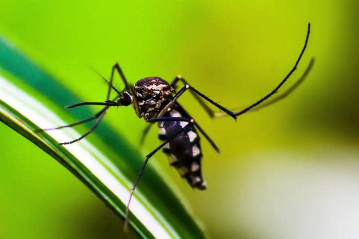 Campinas já registrou 60,7 mil casos de dengue em 2024