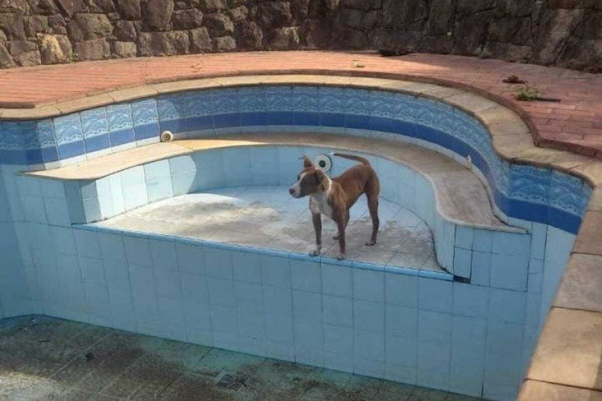 O animal uiva todos os dias dentro da piscina, desde que foi esvaziada