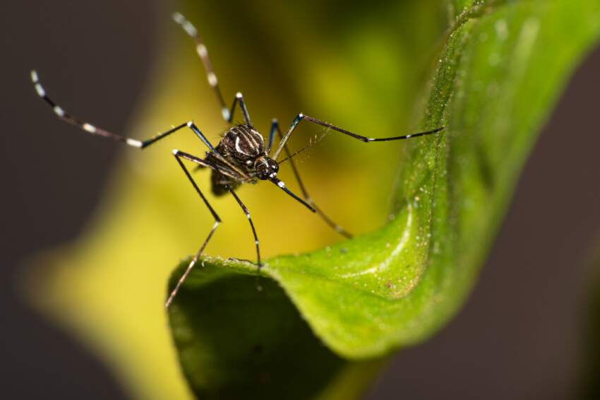 Dengue em Birigui é motivo de preocupação
