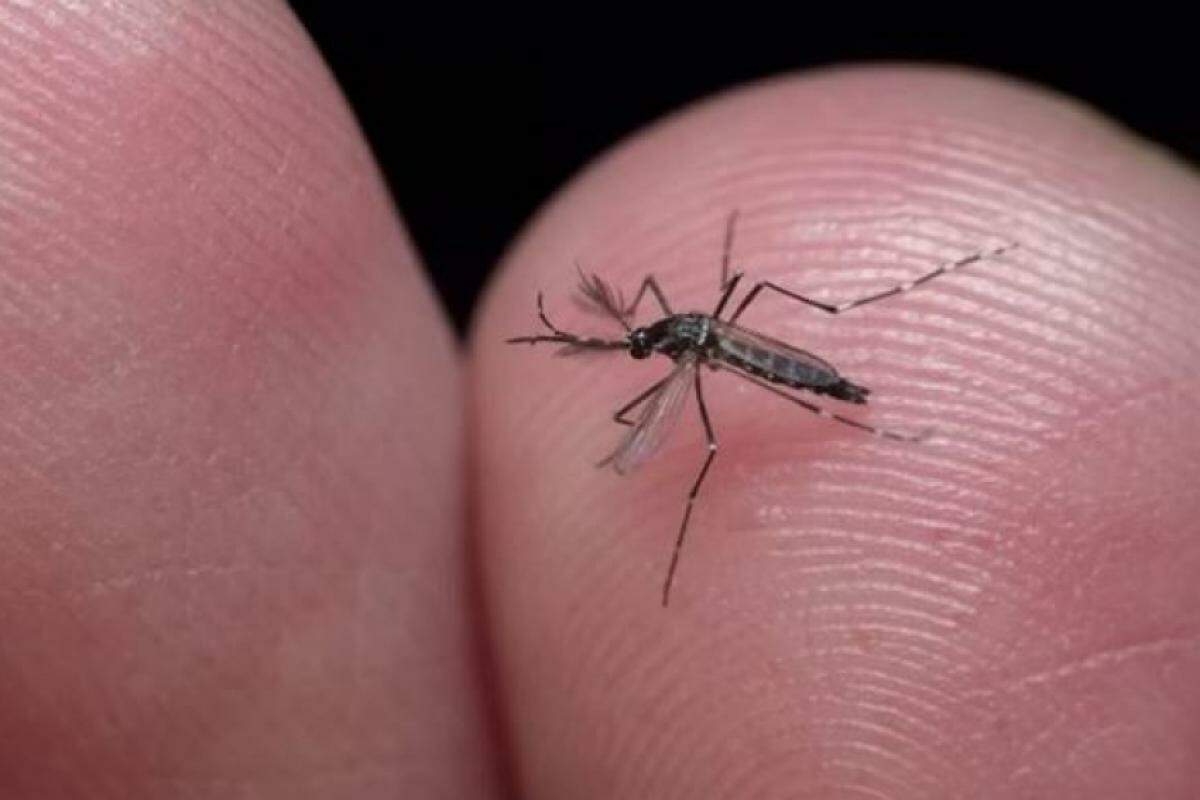 Mosquito está vencendo a população