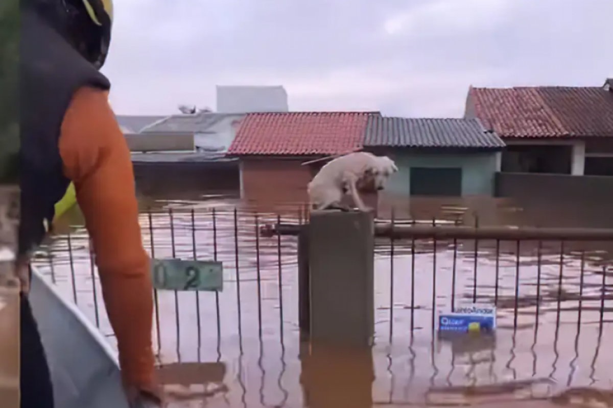 Cachorro é resgatado por ONG em área inundada