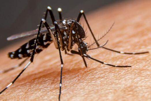 Mosquito segue se proliferando em escala na cidade