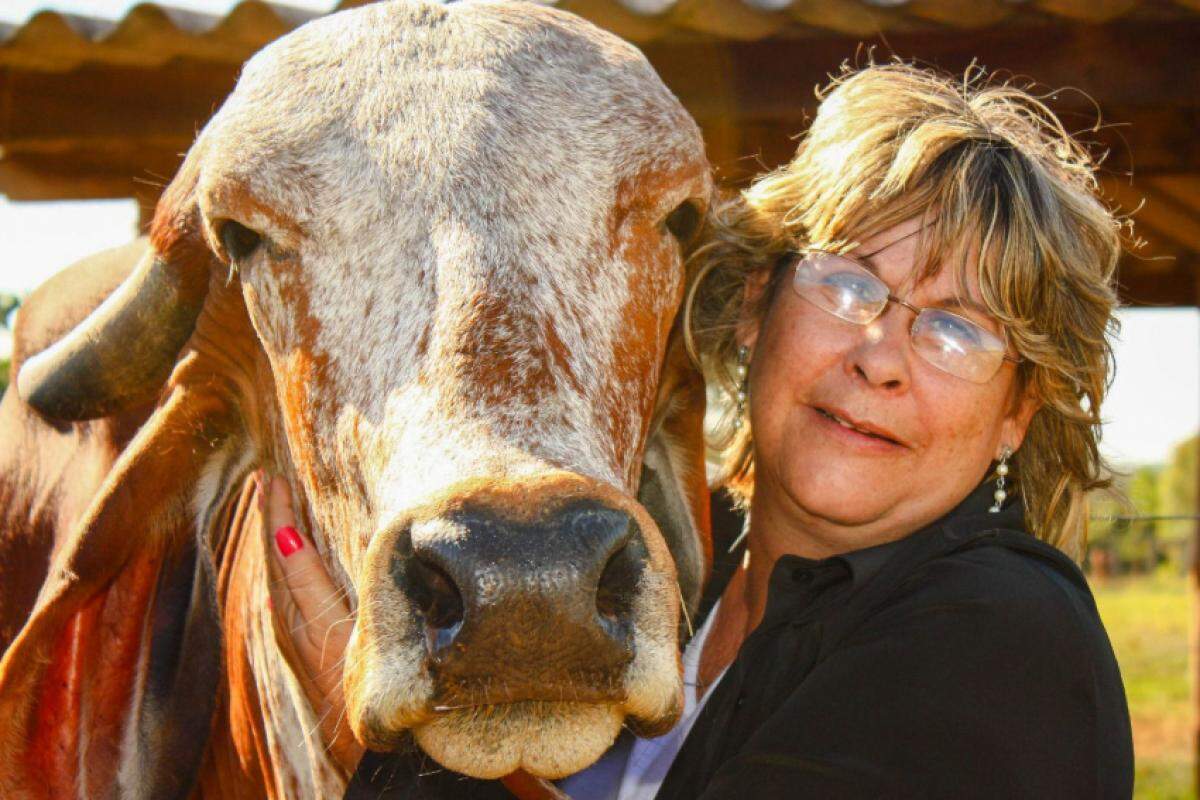 Maria Tereza Lemos Costa Calil, conhecida como 'Tóla': criadoura de gado em Patrocínio Paulista