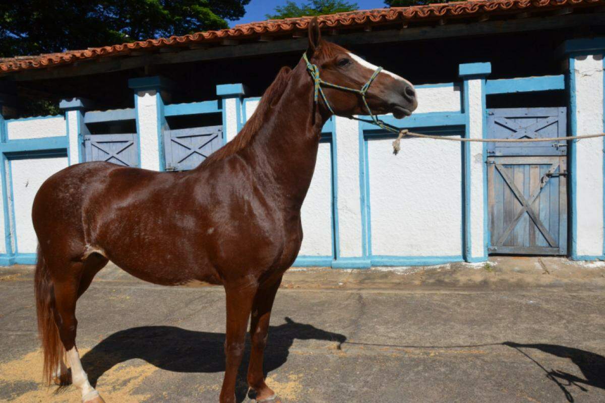 Primeiros eventos técnicos serão dedicados aos equinos da raça Mangalarga Paulista, seguidos pela exposição e julgamento dos animais da raça Gir