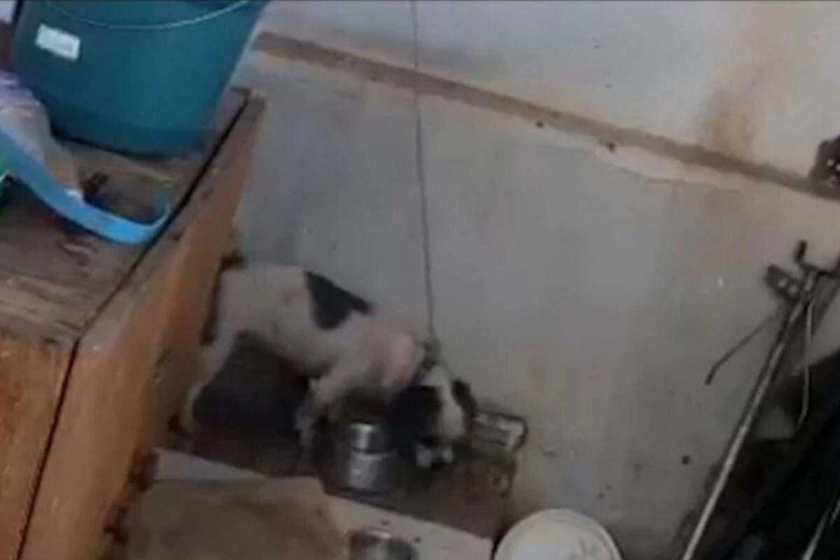 Animal foi resgatado pela ONG (Organização Não Governamental) Cadeia para Maus-Tratos