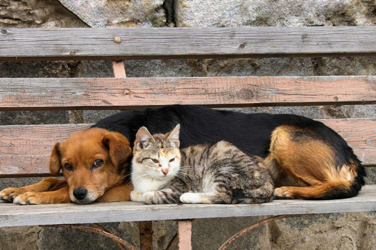 A Prefeitura de Duartina terá seis meses para implementar um canil/gatil de modo a abrigar cães e gatos abandonados