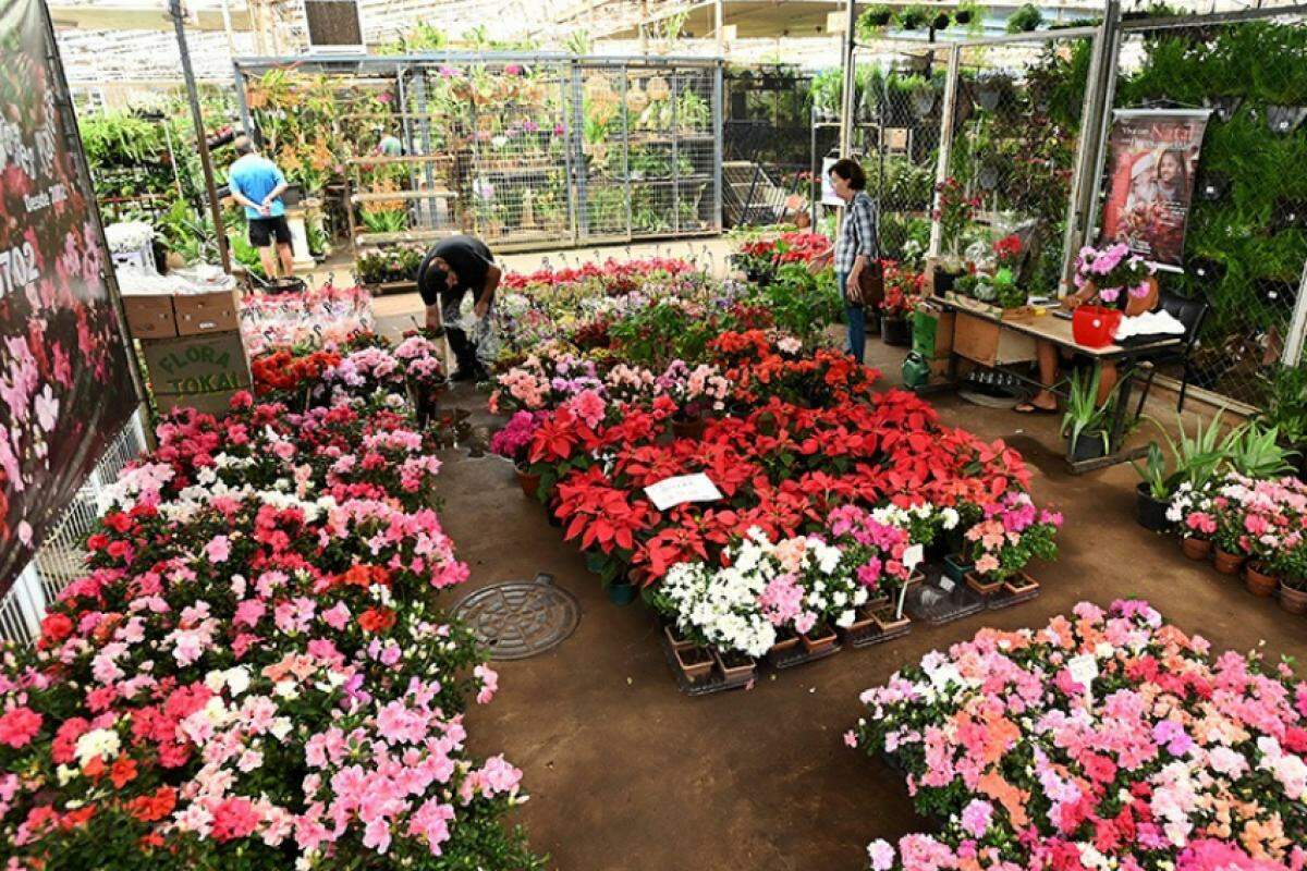 a expectativa é de um aumento de 70% no volume da comercialização no Mercado de Flores