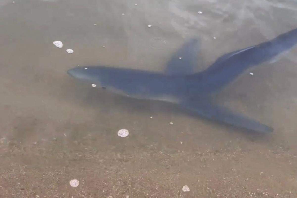 Tubarão azul apareceu em Ilhabela 