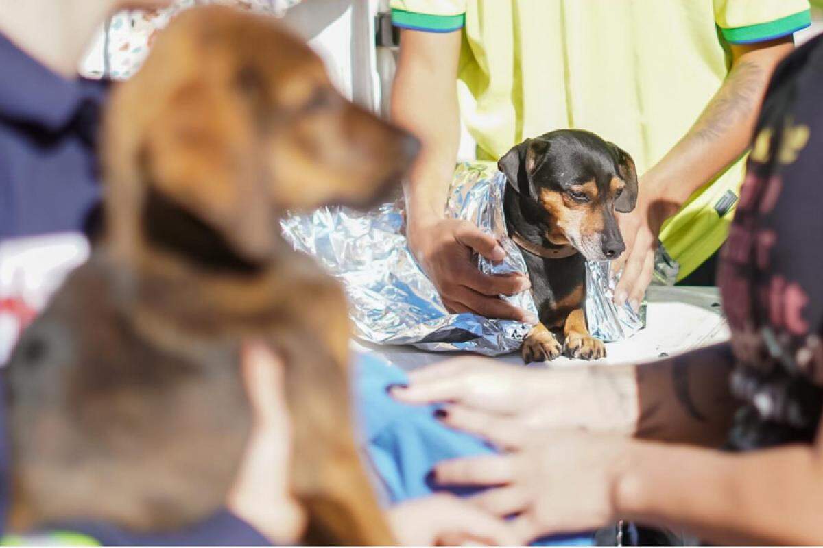 Os 25 cachorros vieram de Canoas, da região metropolitana de Porto Alegre, após mais de 30 horas de viagem de carro. 