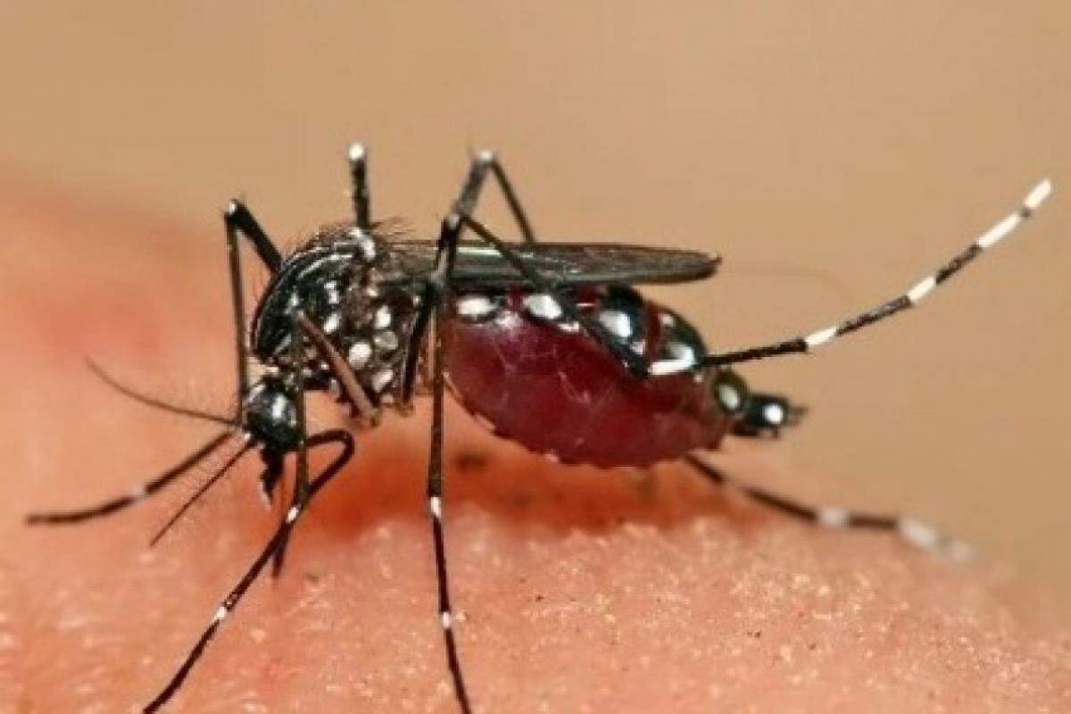 Dengue em Birigui é motivo de preocupação