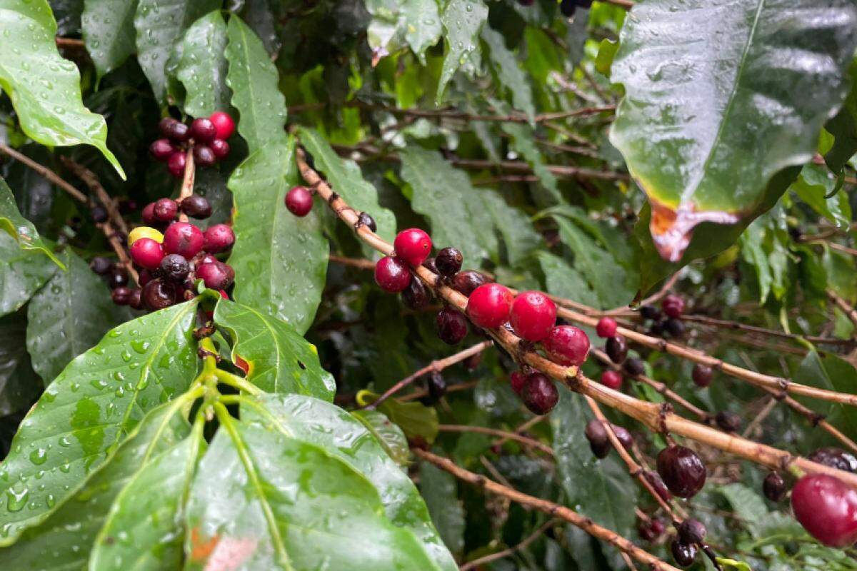 O café produzido em Jundiaí fica perto da Serra do Japi, em região mais gelada e alta