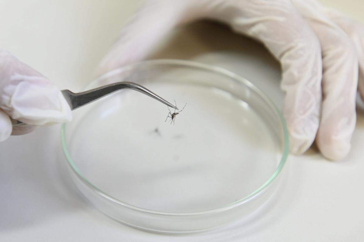 Campinas já registrou 23 mortes por dengue