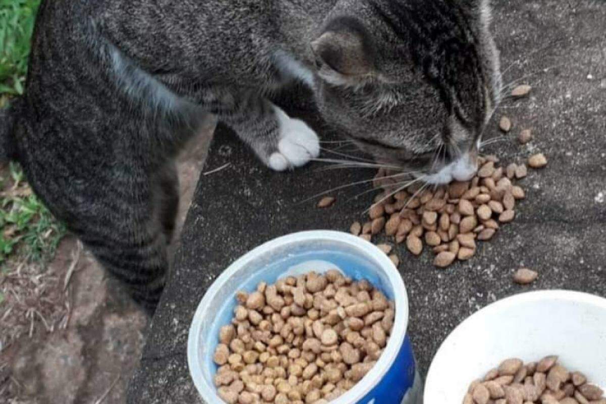 Araçatubense anda vários quarteirões alimentando os gatos que vivem na rua