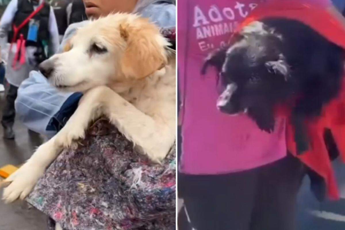 Traumatizados, os cães ficam 'nadando' no ar depois de serem retirados da água, no RS