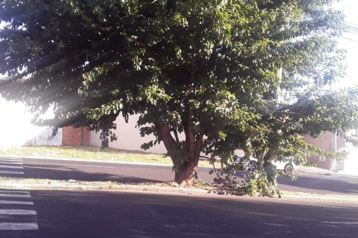 A árvore no canteiro da Av. Ministro Rui Barbosa, Vila Rezende, em Franca