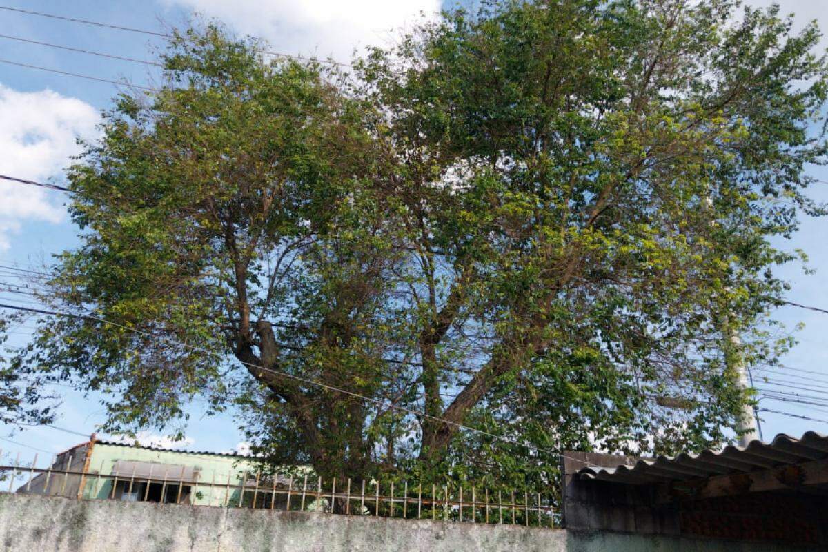A árvore que está na frente da casa de Ivan Gasparazzo está empurrando os fios de distribuição de energia