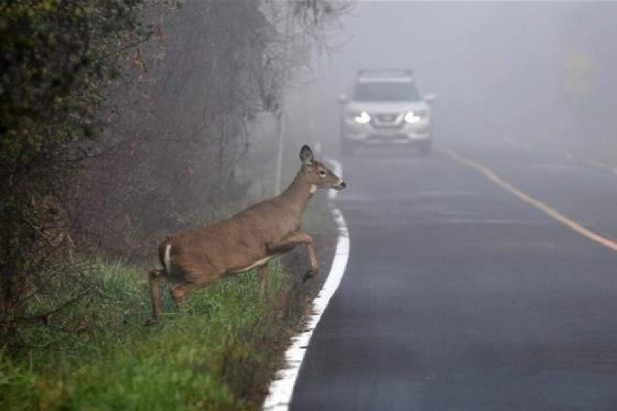 Animal atravessando a rodovia