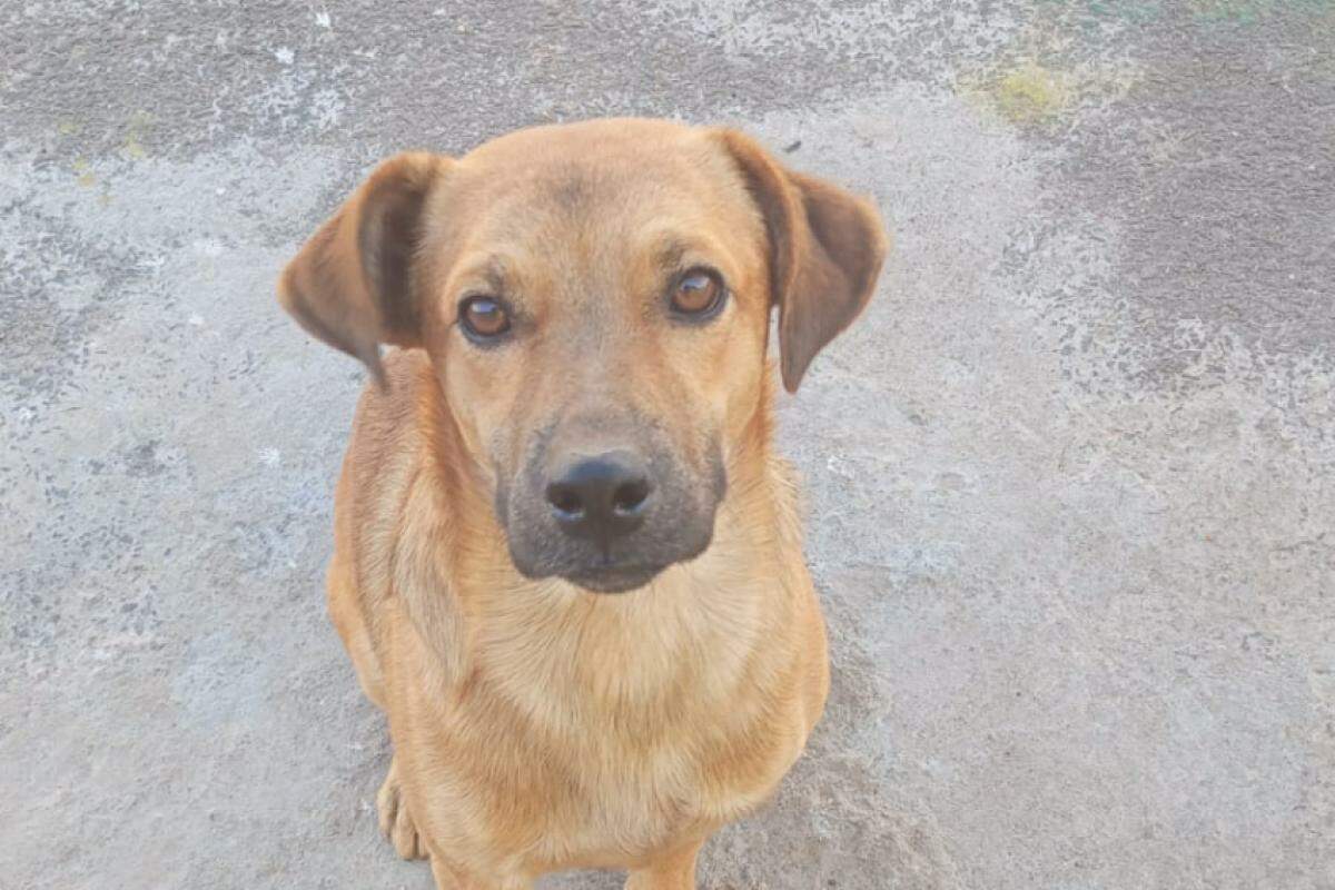 Cachorro que está avançando no Jardim Palma, em Franca