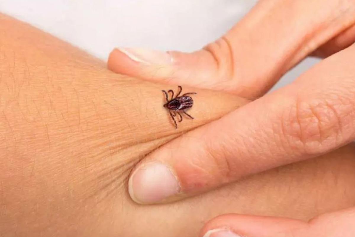 O carrapato, que transmite a febre maculosa, ocorre naturalmente na região de Jundiaí