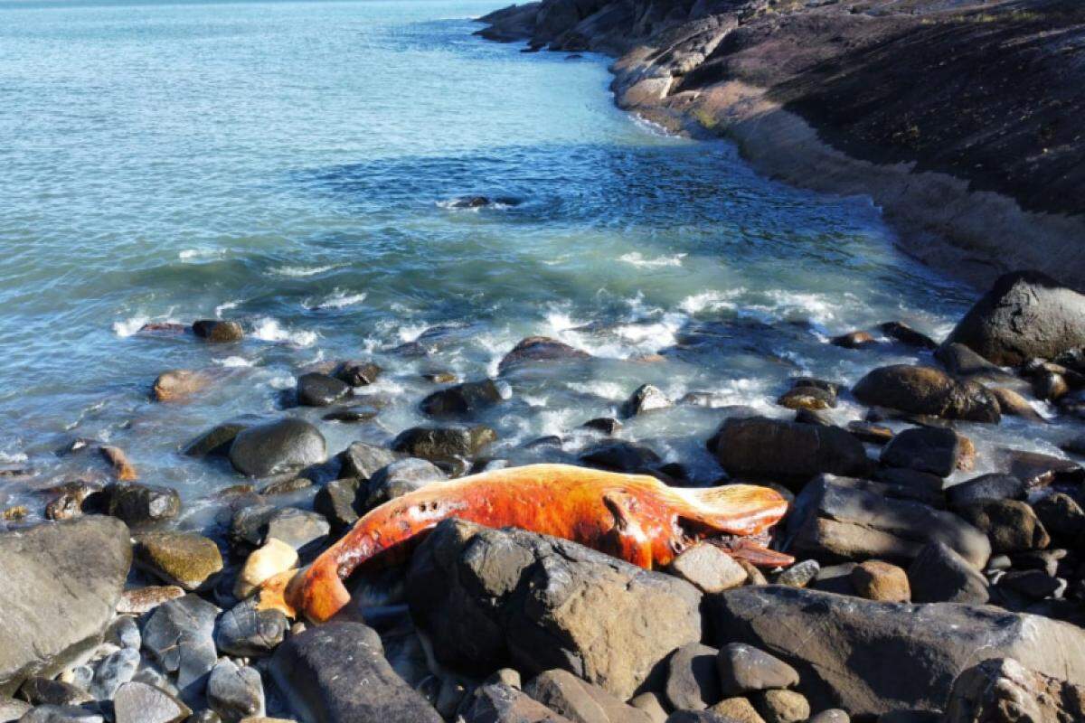 Baleia é encontrada morta em Ubatuba