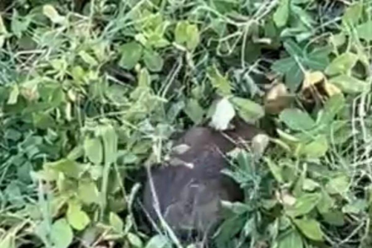 Prefeitura afirmou que faz a desinsetização no Paço Municipal e a retirada do lixo