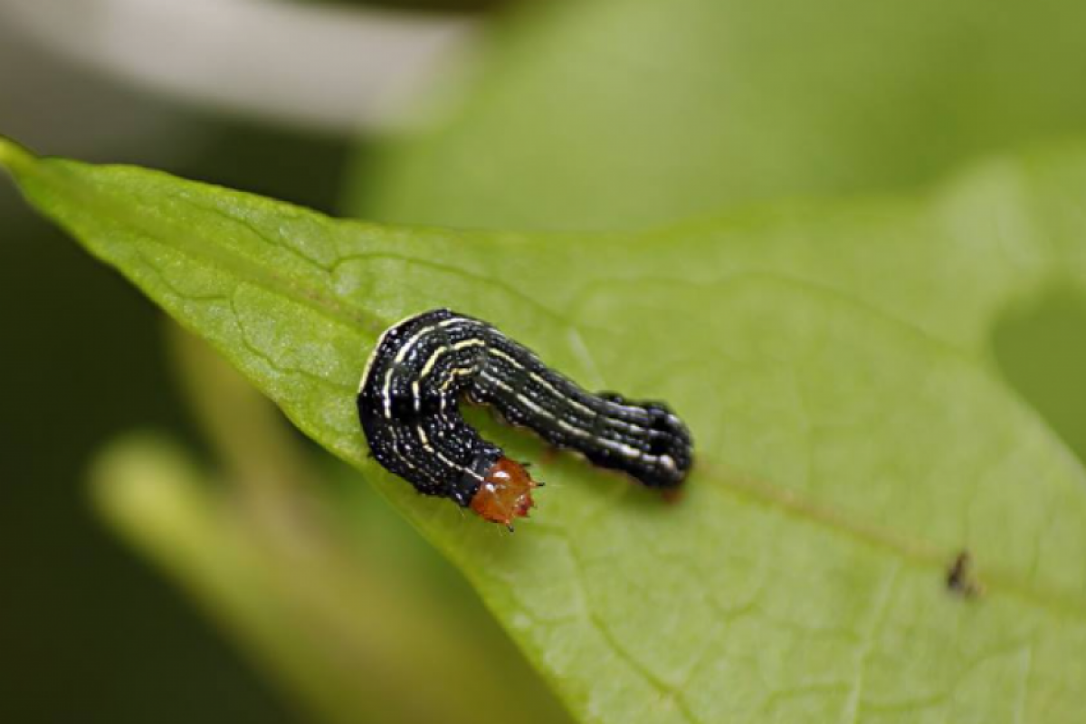 A lagarta militar, que tem aparecido mais nos pastos, corta as plântulas na região do colo, causando sua morte e falhas na lavoura