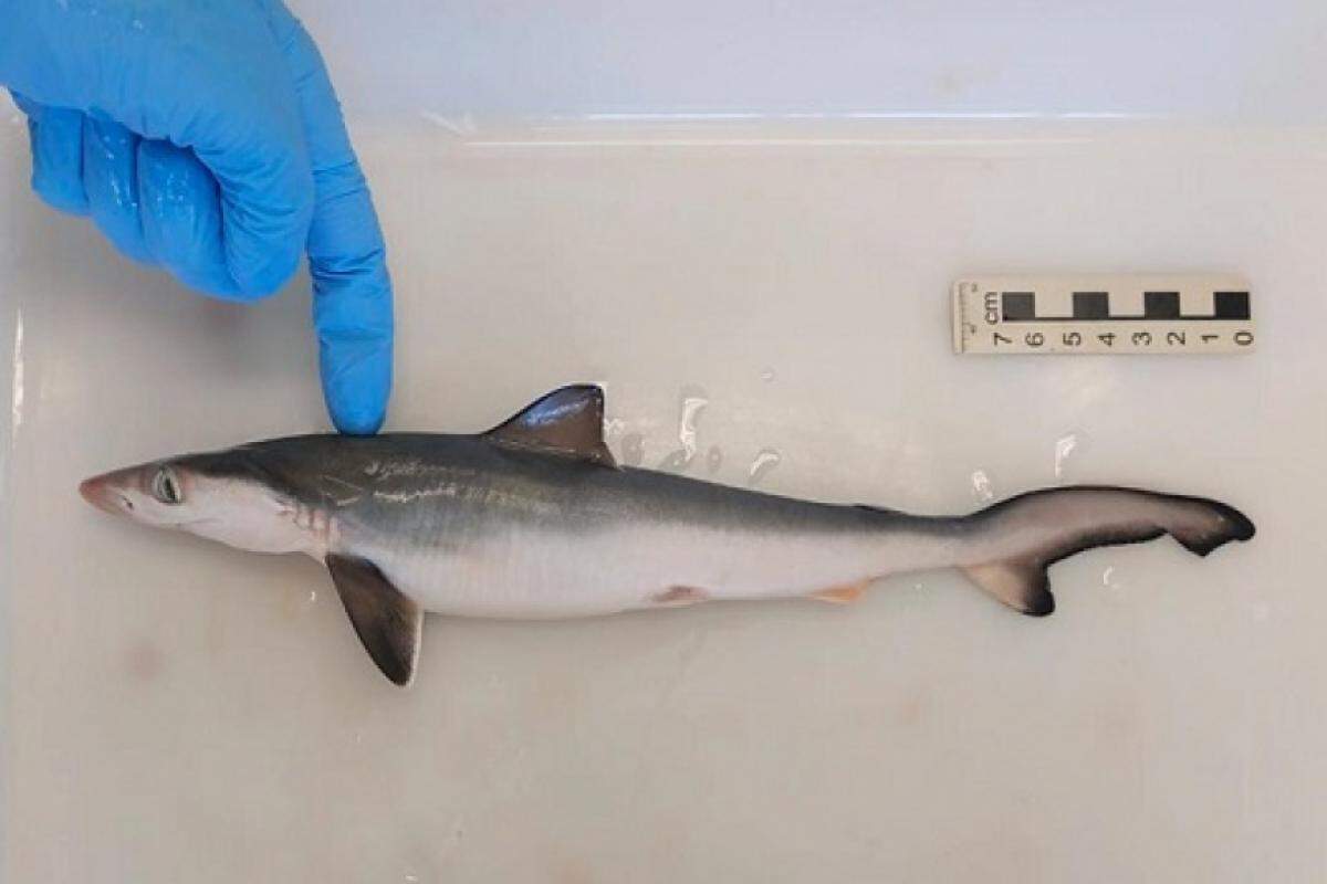 Tubarão-bico-fino-brasileiro tinha cocaína em seus músculos e fígado