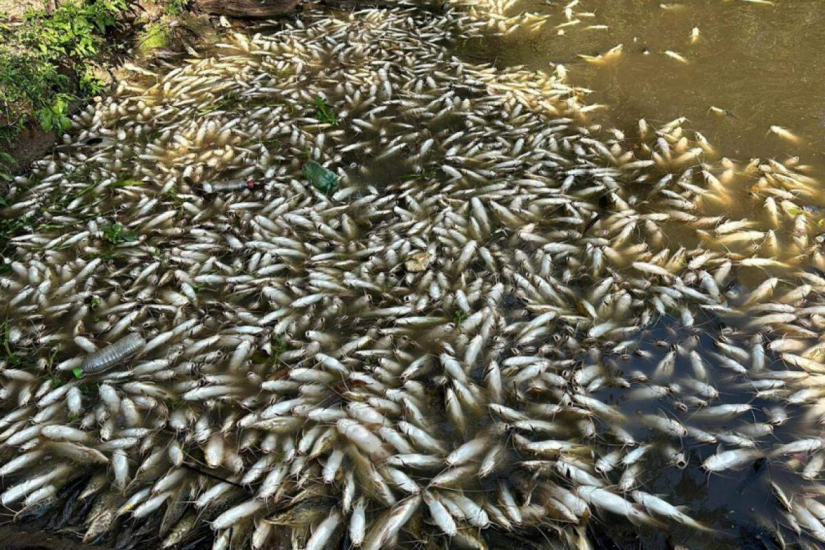 A quantidade de peixes mortos impressionou populares e barqueiros