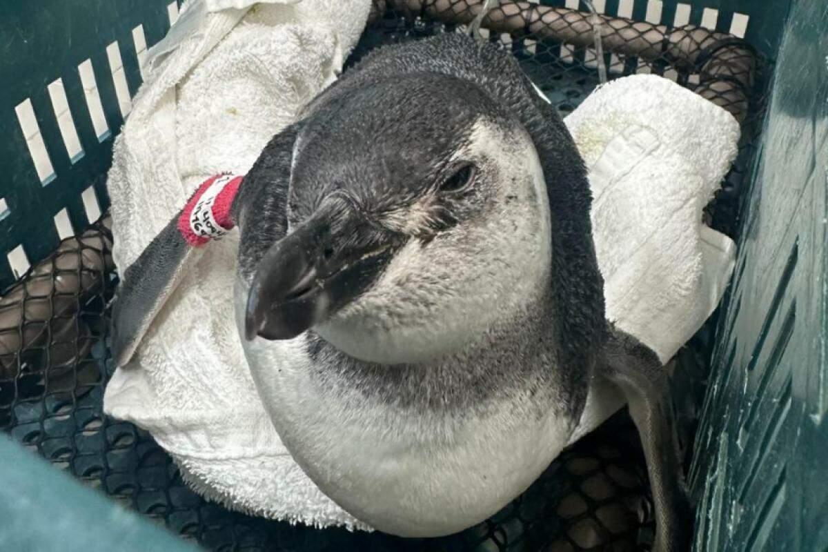 Pinguim foi socorrido em Ubatuba