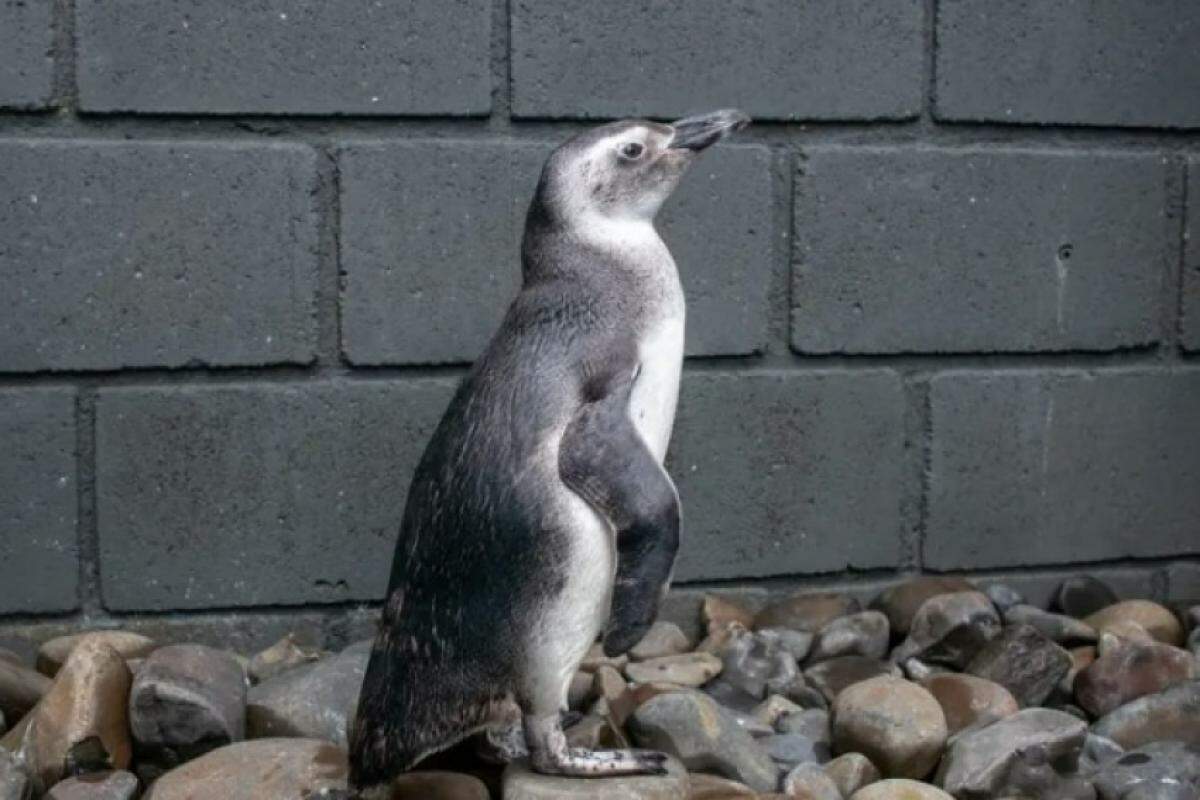 Pinguim encontrado no mar do Litoral Norte