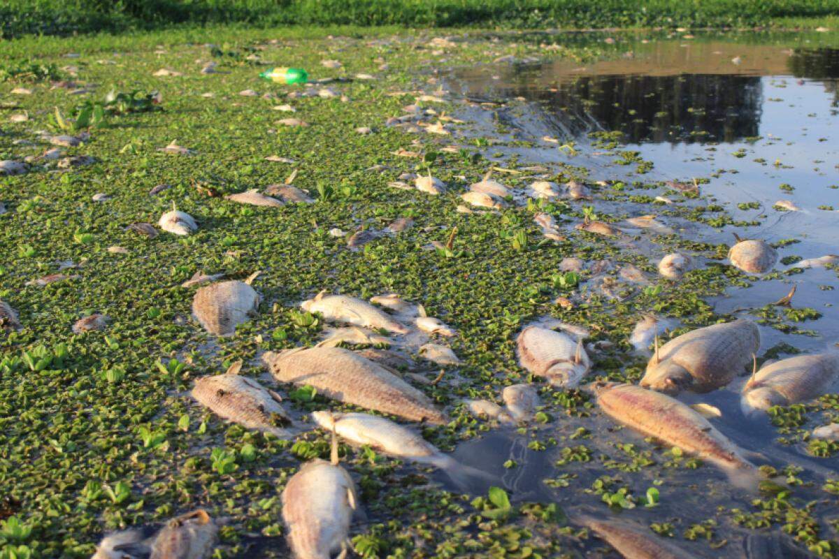 Lançamento irregular provocou a morte de toneladas de peixes também  Tanquã