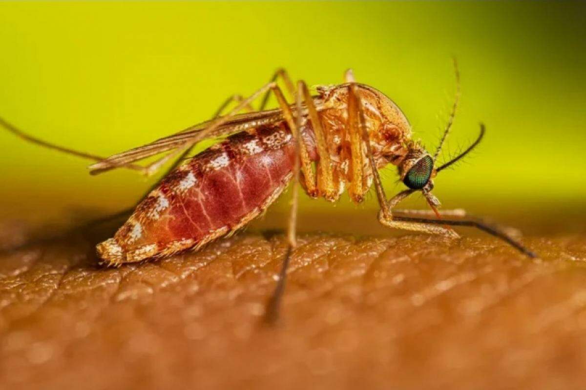 Febre oropouche é transmitida por um mosquito, o Culicoides paraensis
