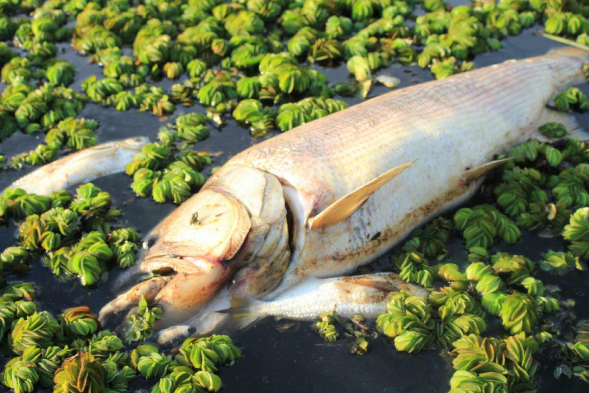 Mortandade de peixes chegou ao Tanquã, mini pantanal paulista