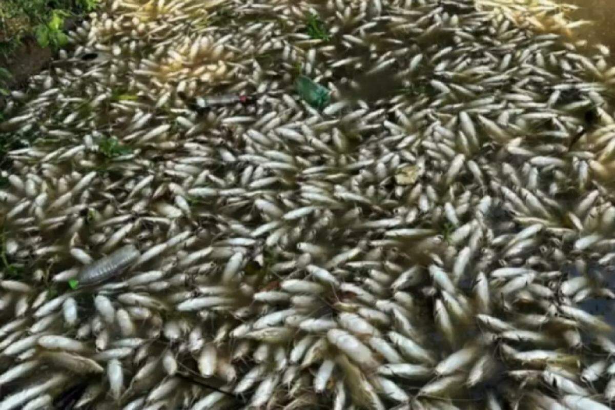 Mortandade de peixes registrada no rio Piracicaba