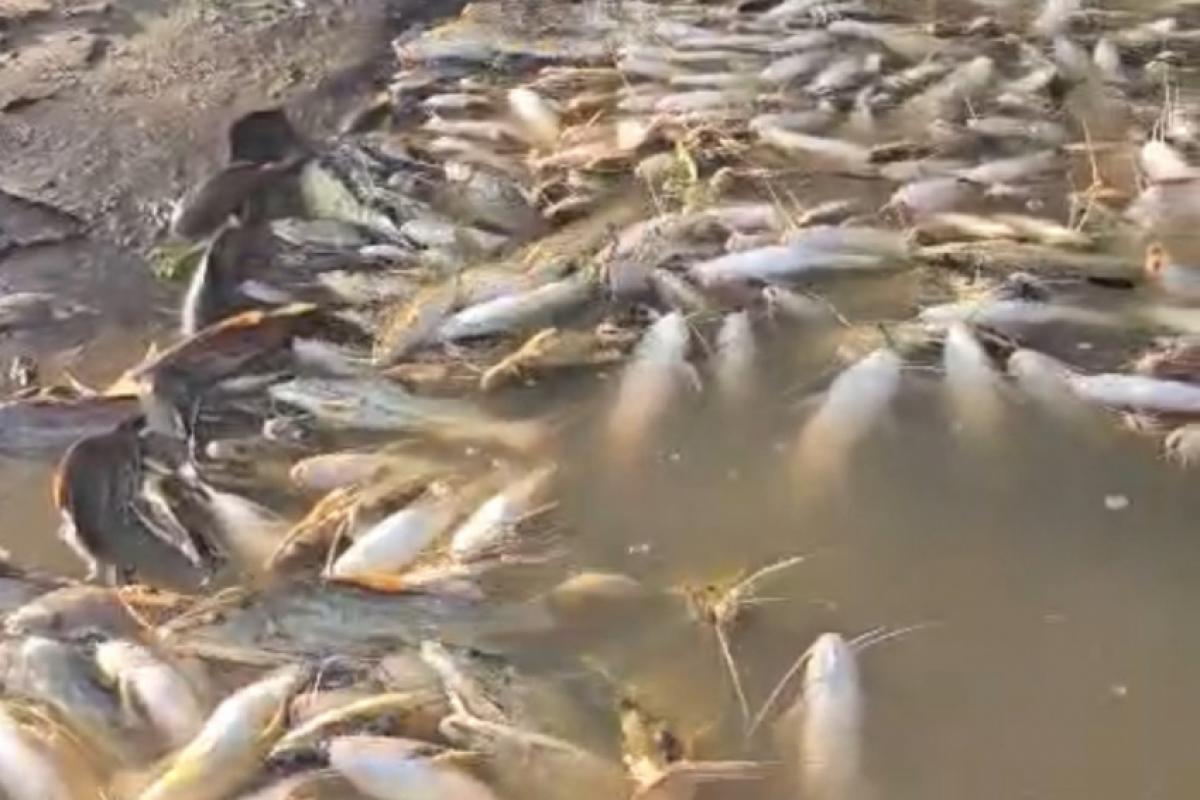 A Cetesb (Companhia Ambiental do Estado de São Paulo) orientou a população a não ter contato direto com a água do rio Piracicaba