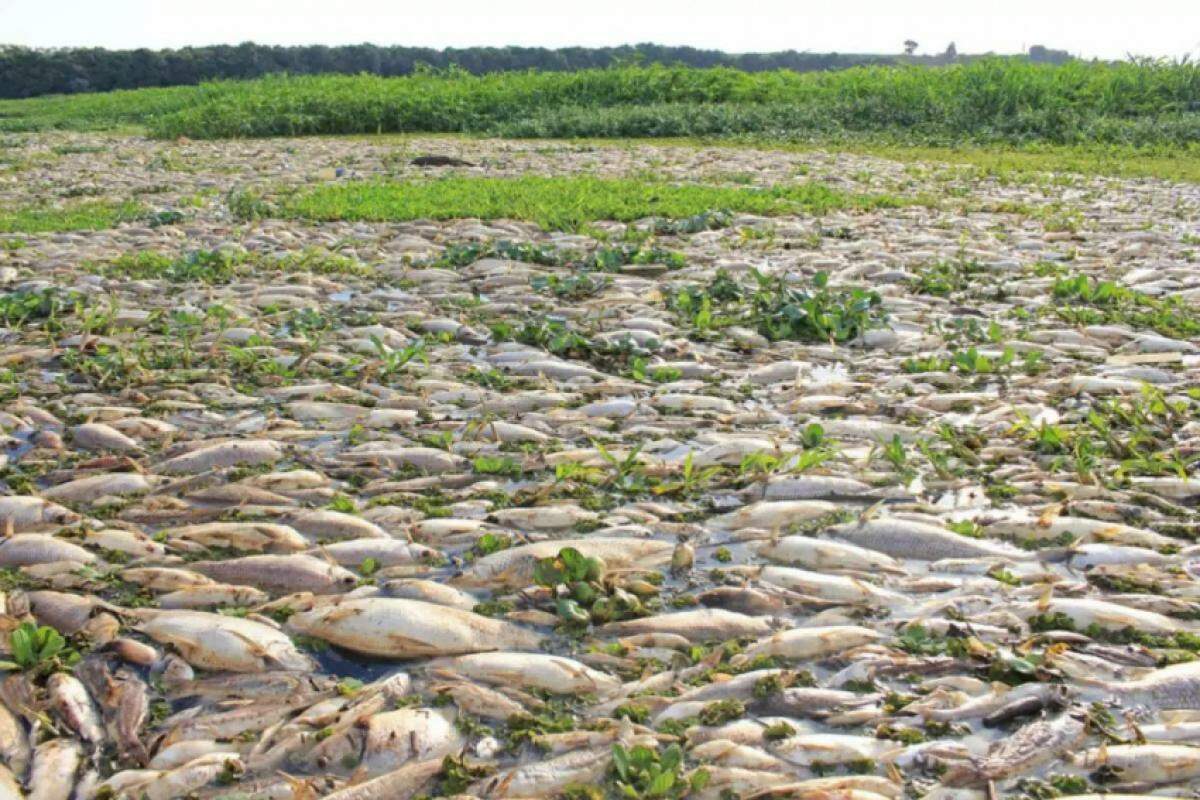 Centenas de milhares de peixes mortos boiando no Tanquã: tragédia ambiental