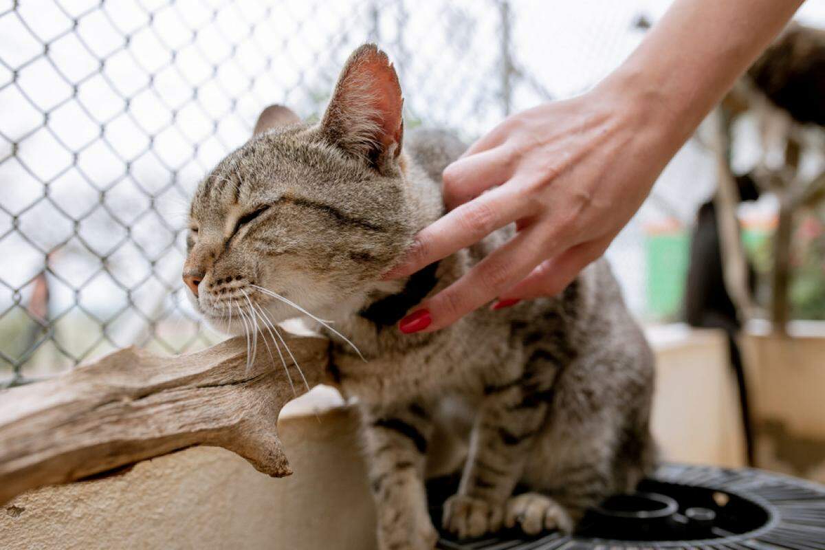 Animais assistidos pelo Departamento de Bem Estar Animal são encaminhados para atendimento em clínicas credenciadas