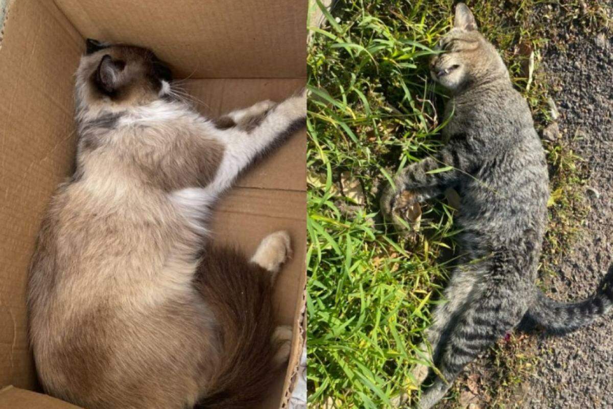 À esquerda, o gato 'Bento', à direita, um felino não identificado, ambos morreram na mesma rua na terça-feira (16)