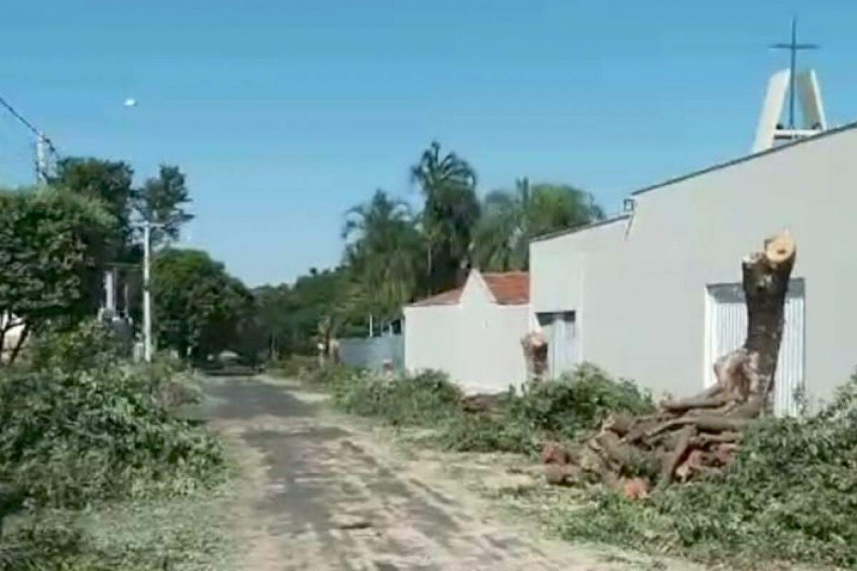 Árvores cortadas na rua Jorge Quintiliano: biólogo diz que a ação deveria ser feita aos poucos para não gerar 'ilha de calor'