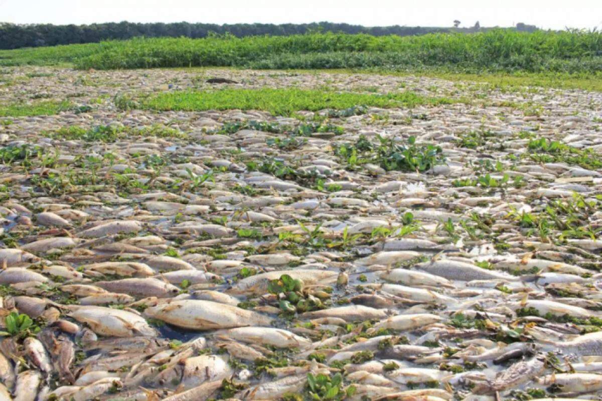 Centenas de milhares de peixes do Rio Piracicaba e Tanquã morreram devido a uma contaminação tóxica