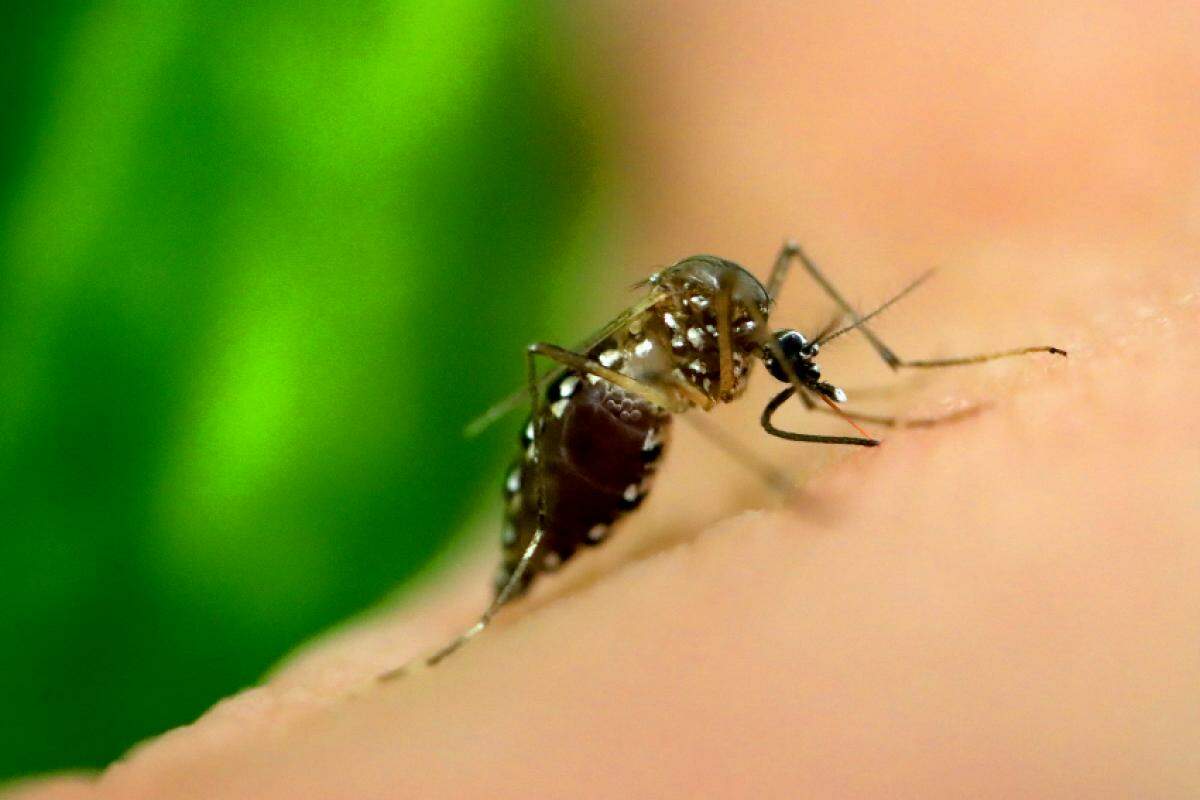 Bauru totaliza, no ano de 2024, 12.748 casos autóctones de dengue, sete casos importados e 778 casos suspeitos
