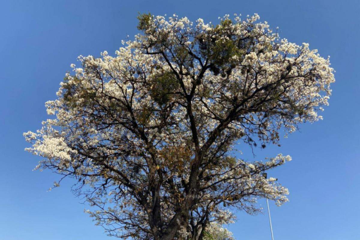 Ipês embranquecem a paisagem de Bauru neste mês de agosto