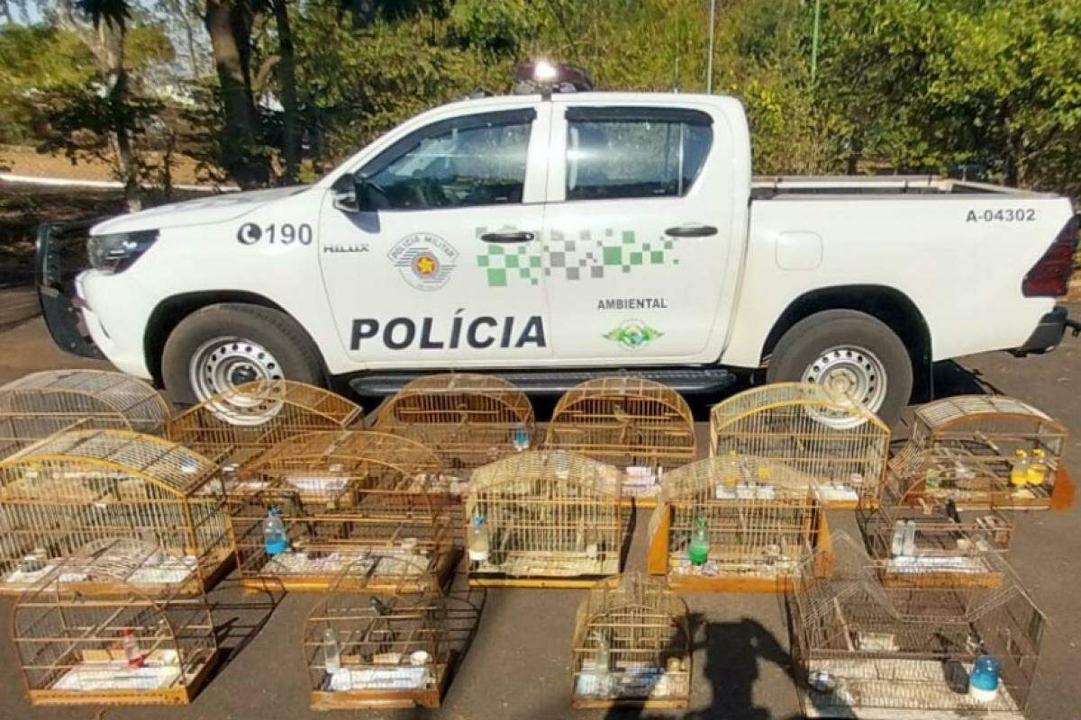 Morador confessou criar os animais mesmo sem autorização