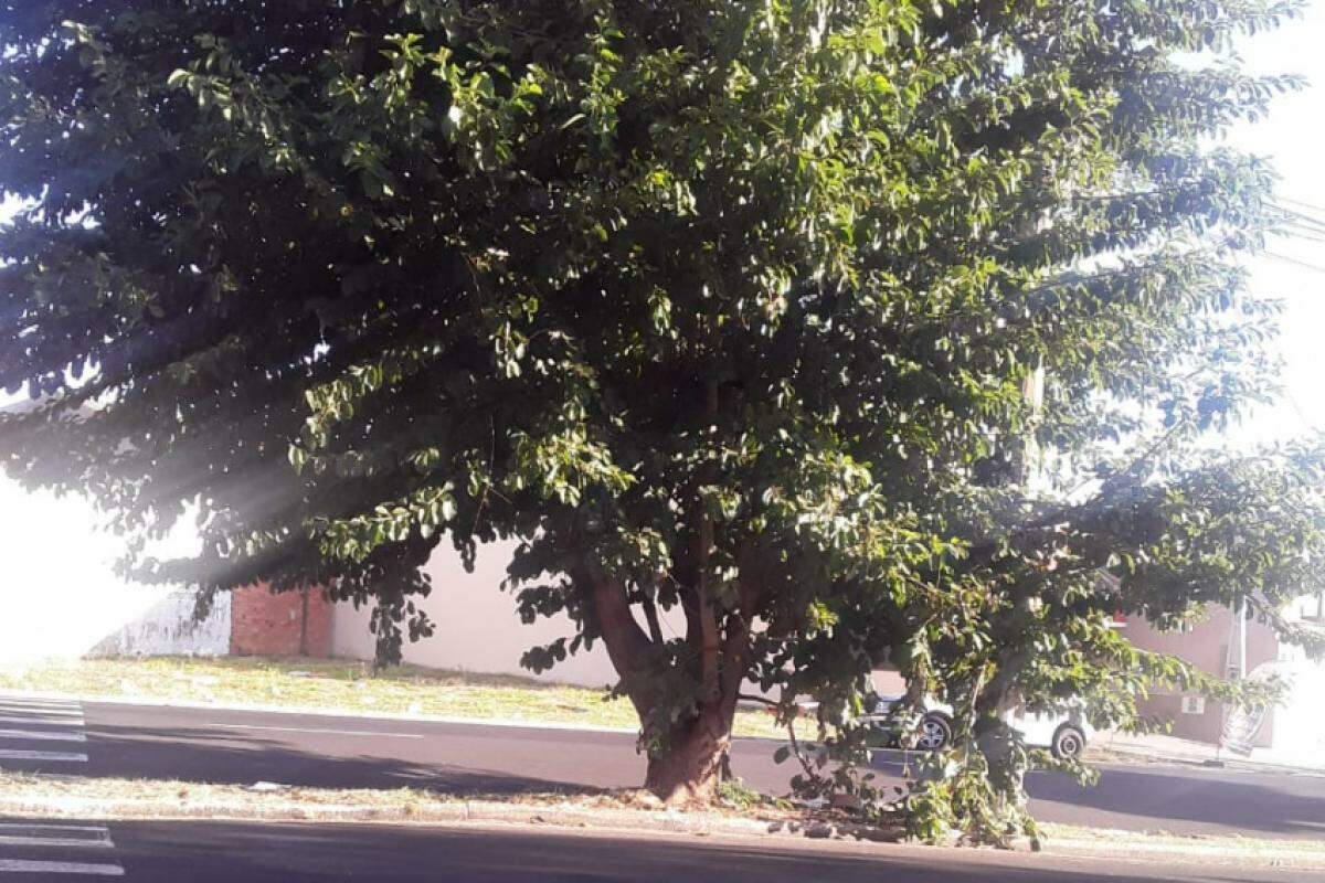 Árvore no canteiro da Av. Ministro Rui Barbosa, Vila Rezende, em Franca