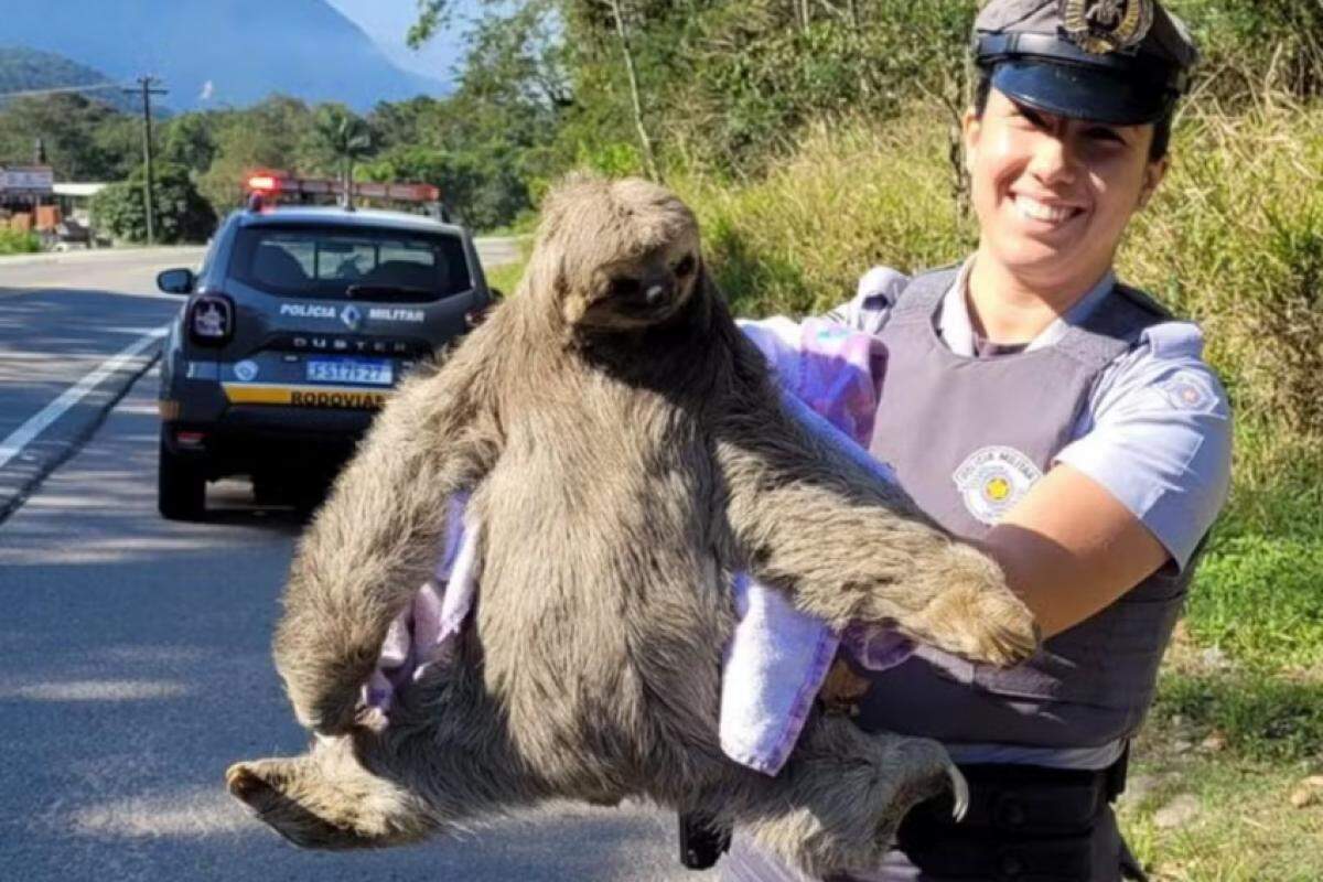 Policial segura o bicho-preguiça resgatado na rodovia