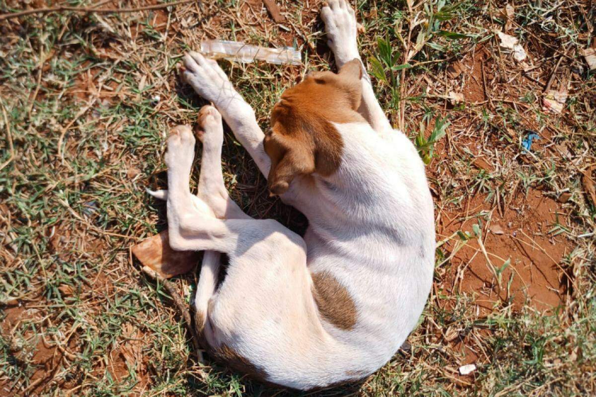 Animais estavam extremamente magros, sem alimento, água e abrigo